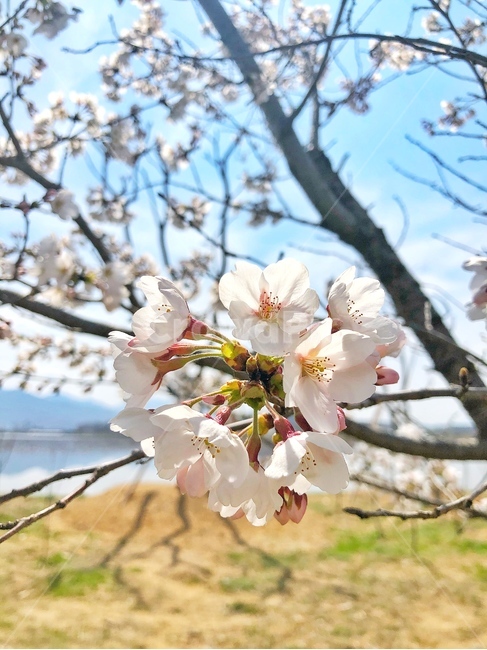 plant,식물,blossom,flower,꽃,cherryblossom,벚꽃,하늘,sky,봄