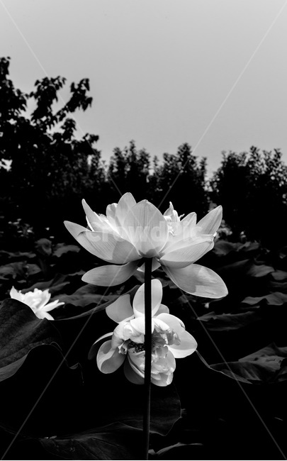 연꽃,연잎,연대,문양,습지,식물,자연,plants,nature,꽃,flower,흑백,모노톤,monochrome,black and white
