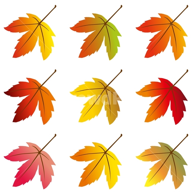 가을,칼라풀,잎새,디자인소스,패턴,벡터,일러스트레이션,illustration,design,colorful,leaves,나뭇잎,단풍잎,10월,11월,시즌,계절,fall,autumn,season,가을소재,pattern,컬러풀,그라데이션,gradation,클립아트,clipart,가을,계절,fall,autumn,season,그래픽,일러스트레이션,graphic,illustration,leaf,잎,plant,식물,tree,나무,maple,단풍