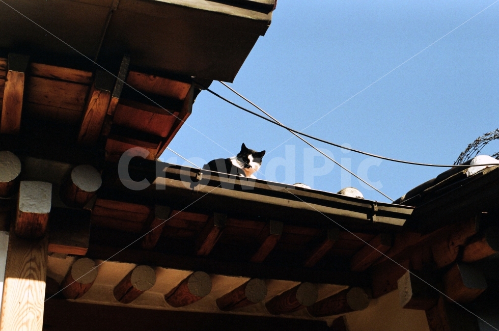 한옥,고양이,지붕,지붕위,지붕위고양이,천장,필름,한국전통,한국문화,korean traditional,korean culture,동물,animal,포유류,mammal,고양이,cat,kitten,kitty