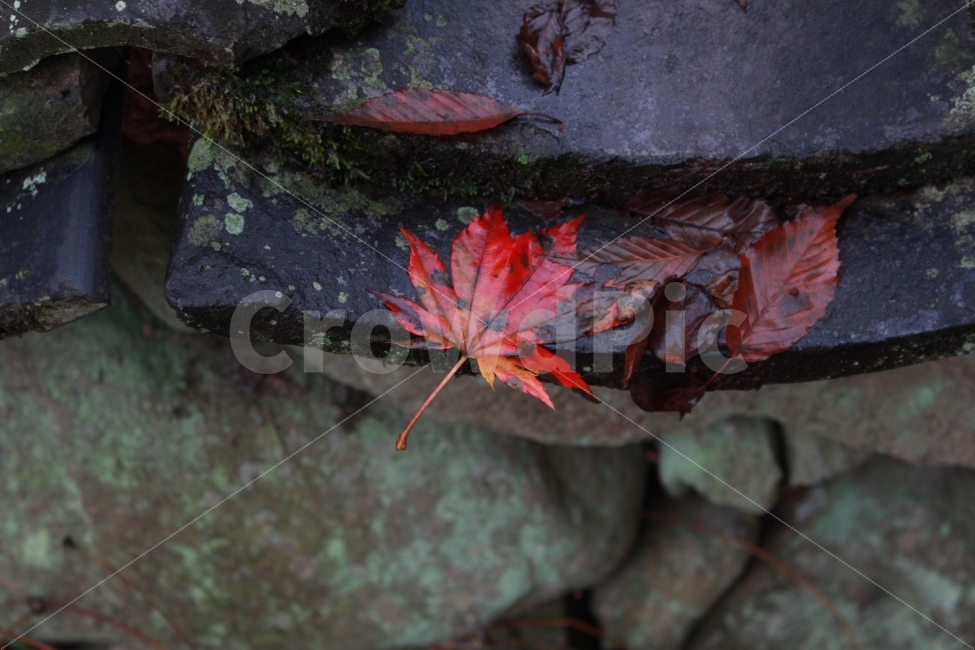 가을,낙엽,감성,감성사진,풍경,가을,계절,fall,autumn,season,감성,sensible,feeling,leaf,잎,plant,식물,tree,나무