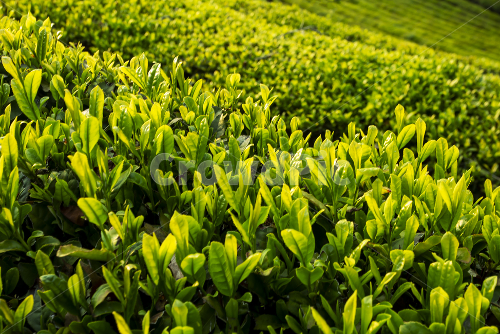 초록,green,차,녹색,경치,시골의,농원,산,농장,나무,들,아시아,자연,잎,풍경,신선한,식물,언덕,장면,농지,농업