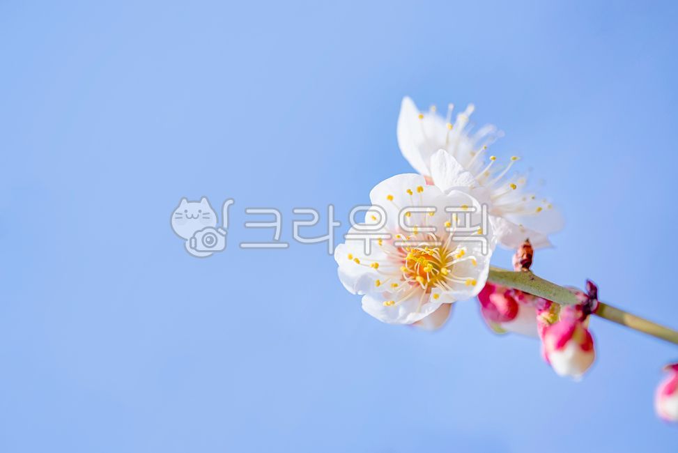 매화,매화꽃,꽃,벗꽃,봄,꽃잎,클로즈업,나뭇가지,하늘,로우앵글,식물,나무,파란색,흰색,분홍색,옥외,자연,계절,봄소식,개화,꽃봉우리