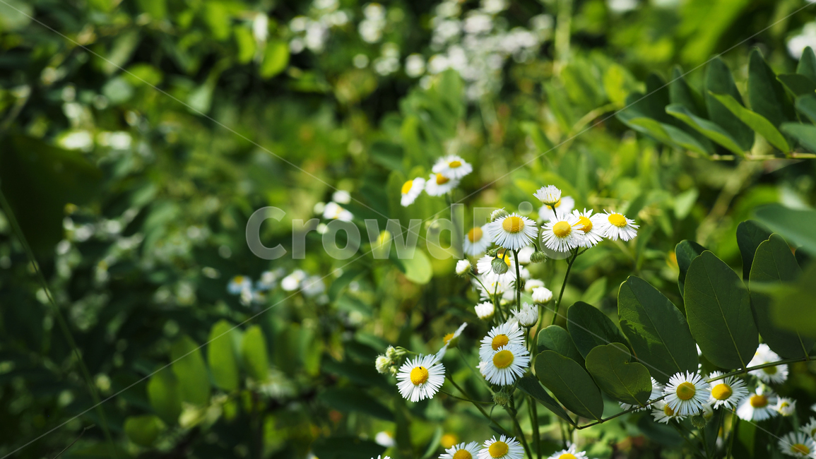 야생화,꽃,green,wildflower,flowers,공원
