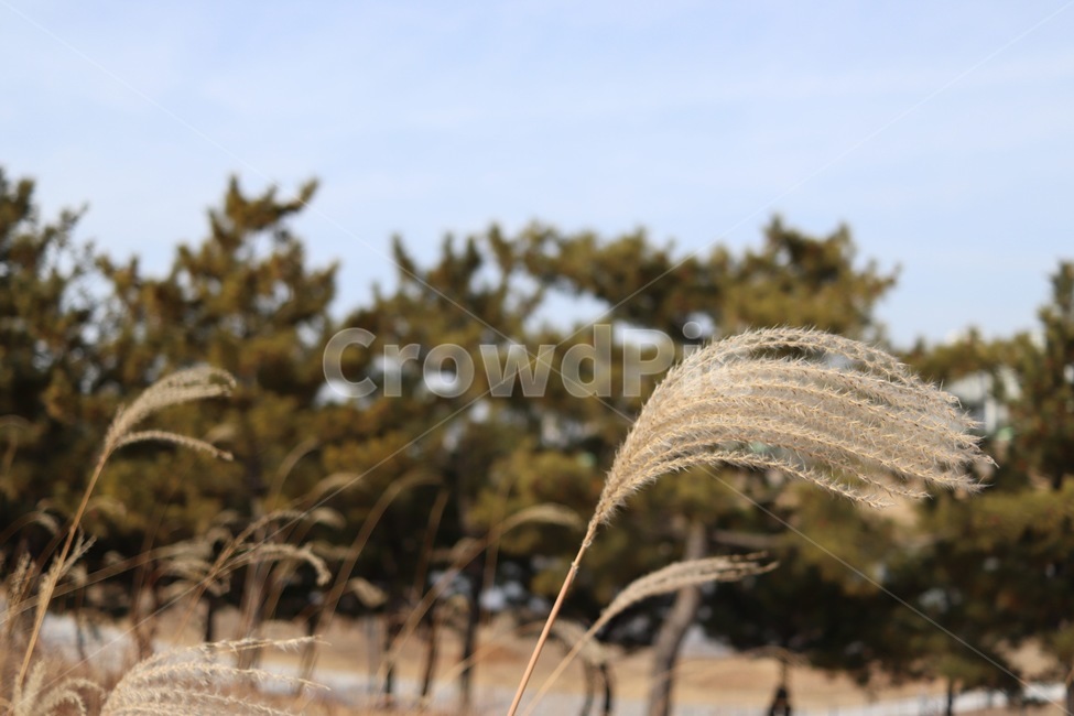 갈대,가을,청량,하늘,풀,나무,식물,축제,풍경