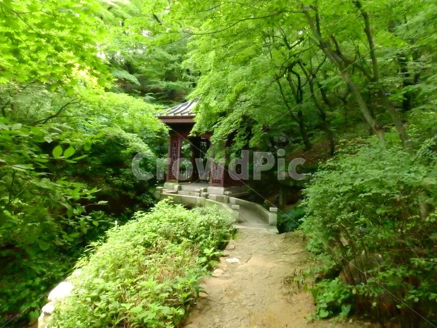 숲,자연,여름,나무,초록
