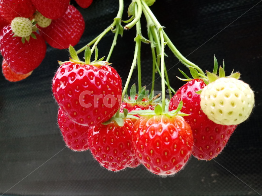 딸기,빨간열매,식물,strawberry,장미과,과일,농산물,과일,열매,fruit