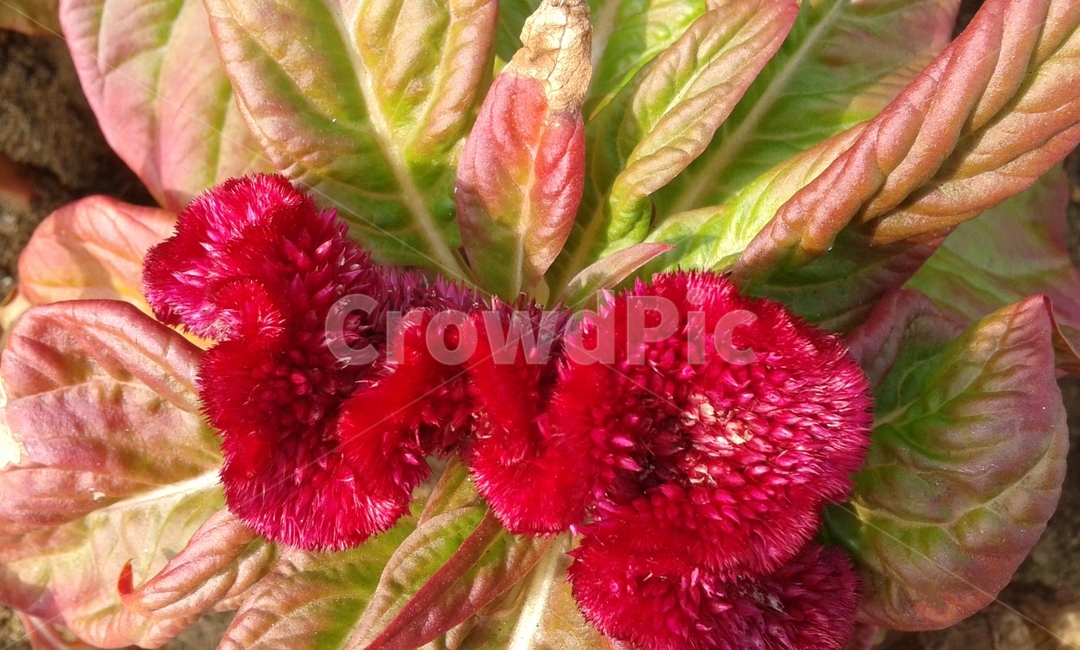 plant,식물,flower,꽃,blossom,red,맨드라미