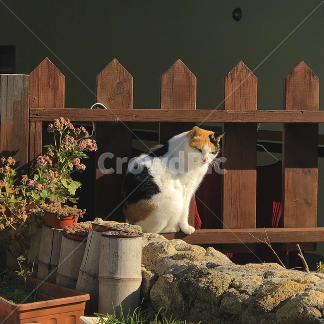 고양이,반려묘,cat,cats,길냥이,길고양이,동물,animal,포유류,mammal,고양이,cat,kitten,kitty