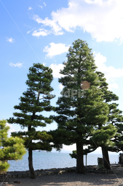 소나무,일본,우키미도,사기이케연못,자연,나무,침엽수,호수,물,오쓰,풍경,나무,trees,wood
