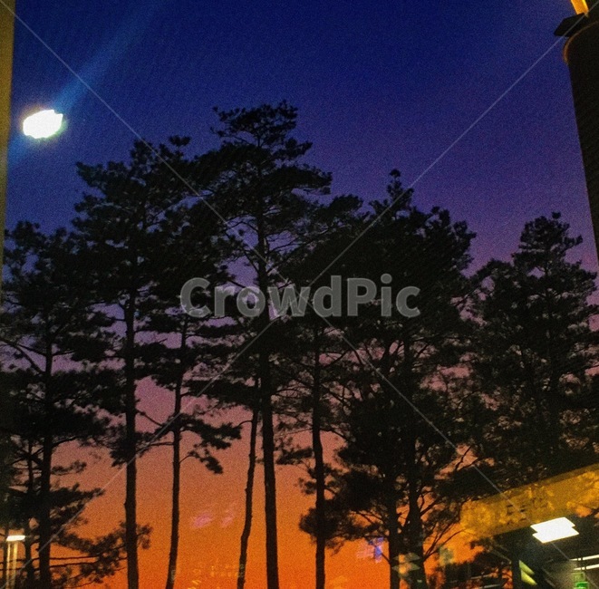 나무,노을,자연,저녁노을,그라데이션,자연,풍경,nature,landscape,outdoors,옥외