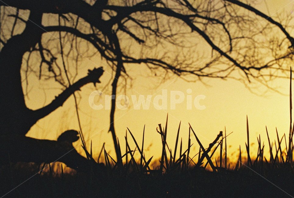 우포늪,늪지,자연,새벽,아침,필름사진,나무,빛,자연,풍경,nature,landscape,grass,잔디,plant,식물
