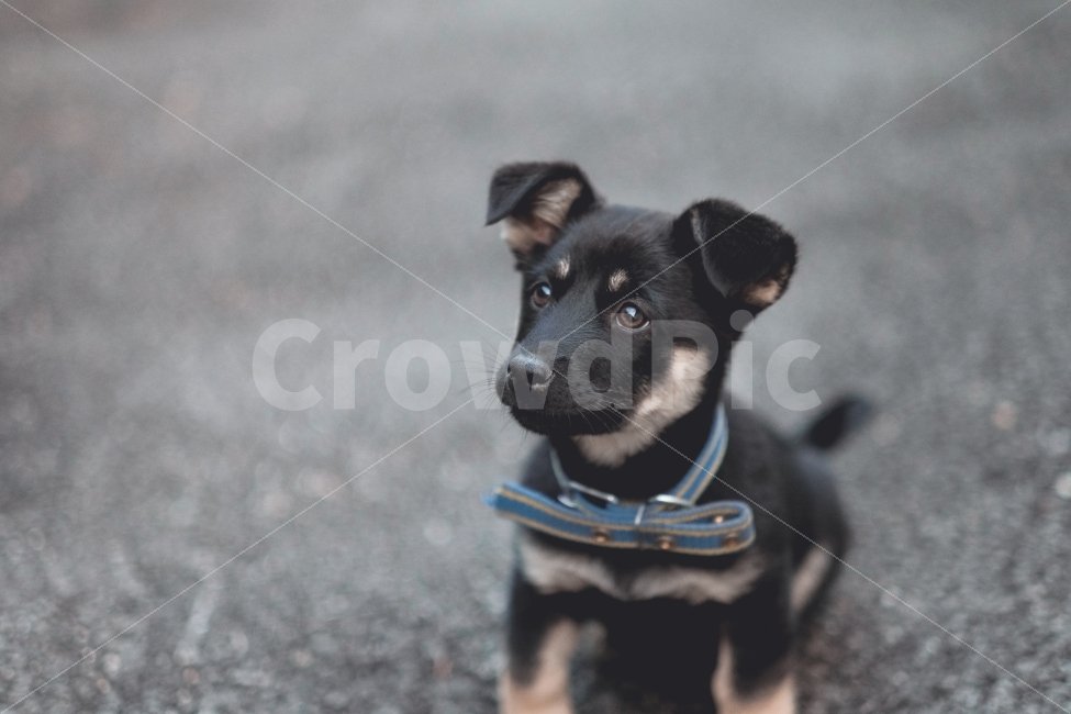 강아지,개,귀여움,반려견,애견,발발이,믹스견,동물,얼굴,동물,animal,포유류,mammal,개,강아지,dog,doggy,감성,sensible,feeling