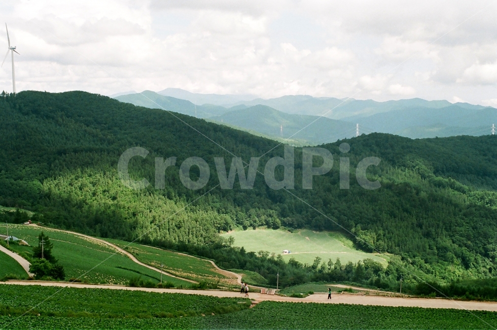 빛,경계,배추밭,고랭지,강원도,햇빛,필름,초록,자연,풍경,nature,landscape,한국자연풍경,한국자연경관,korea nature landscape,시골,마을,country,rural,town,outdoors,옥외,hill,언덕
