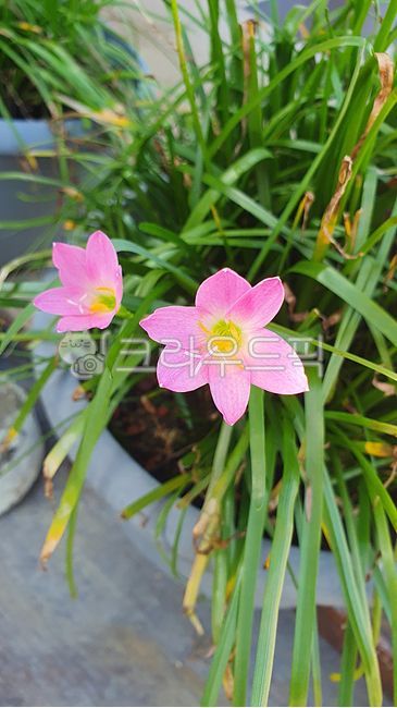 나도사프란,제피란테스,비백합,제피란서스로버스터스,분홍,핑크,flower,꽃,petal,꽃잎,수선화과,zephyranthesgrandiflora,zephyranthesmunuta,pink,plant,grass,식물,화초