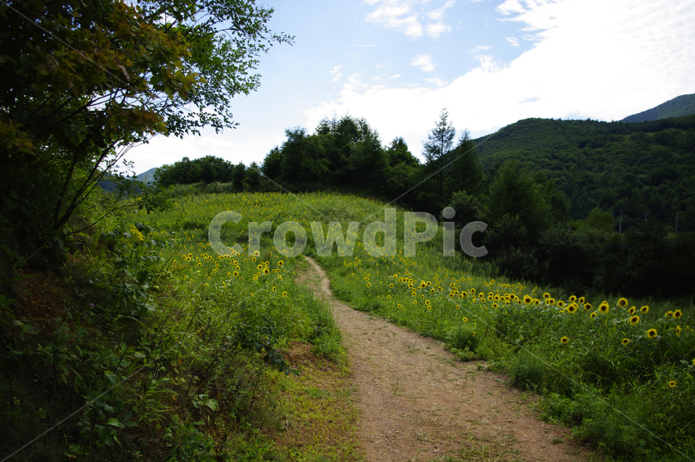 풍경,하늘,구름,꽃밭,해바라기,꽃,flower,식물,plant,길,자연,풍경,nature,landscape,grassland,목초지,outdoors,옥외,field,들,farm,농장,rural,농촌,meadow