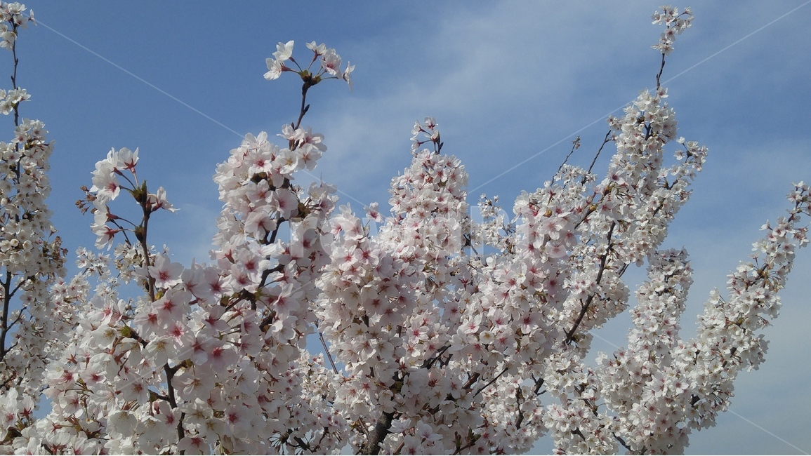 봄,꽃,꽃잎,벗꽃,하늘,구름,파란하늘,하얀색,자연,꽃다발,봄,계절,spring,season,식물,자연,plants,nature,꽃,flower,plant,blossom