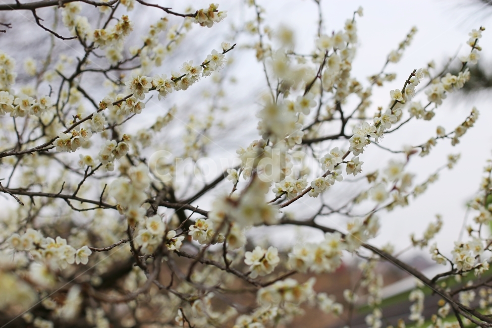 매화,매화꽃,하동,봄,매화축제,봄,계절,spring,season,식물,자연,plants,nature,꽃,flower,plant