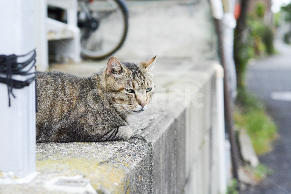 고양이,길고양이,길냥이,동물,담벼락,cat,animal,street