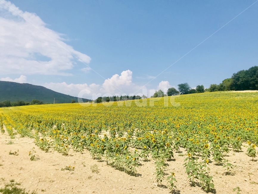 들,field,nature,자연,해바라기,yellow,노란색,sunflower,자연,풍경,nature,landscape,grassland,목초지,outdoors,옥외
