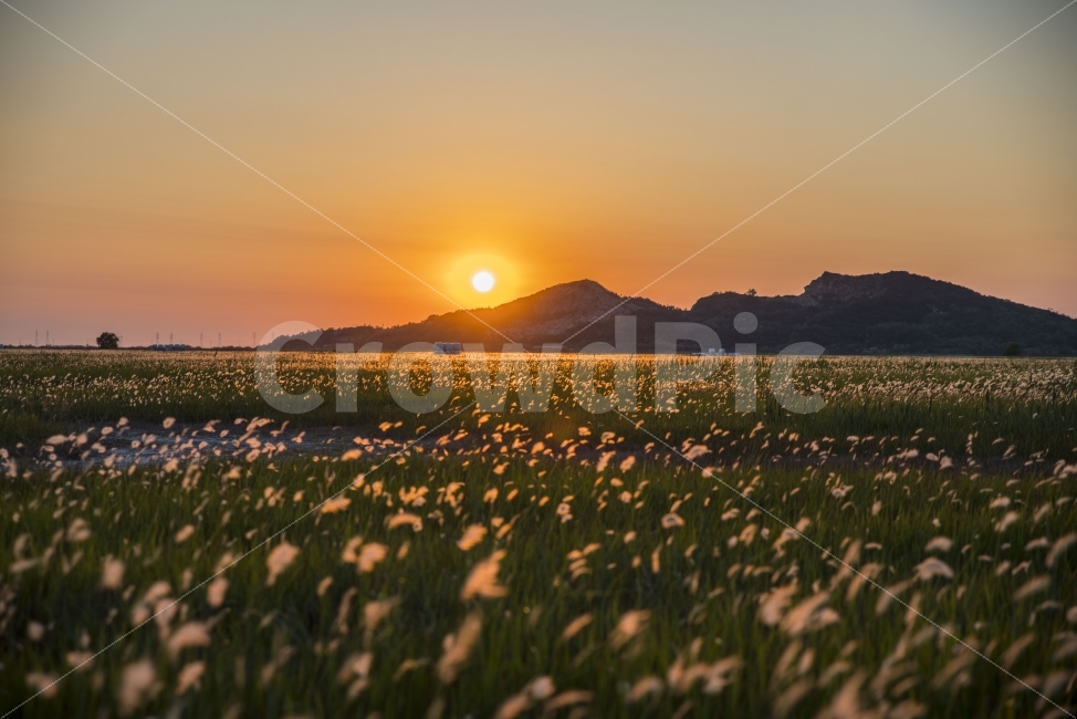 풍경,노을,저녁,수섬,출사,삘기꽃,백묘화,산,자연,풍경,nature,landscape,휴식,힐링,rest,relaxation,healing,outdoors,옥외,grassland,목초지,field,들