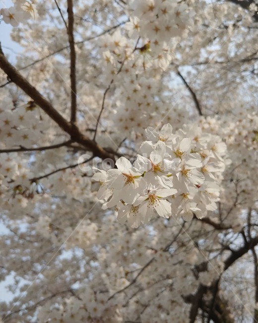 벚꽃,꽃,blossom,flower,식물,벚꽃축제,양재천,석촌호수,석촌,양재,plant,벚나무