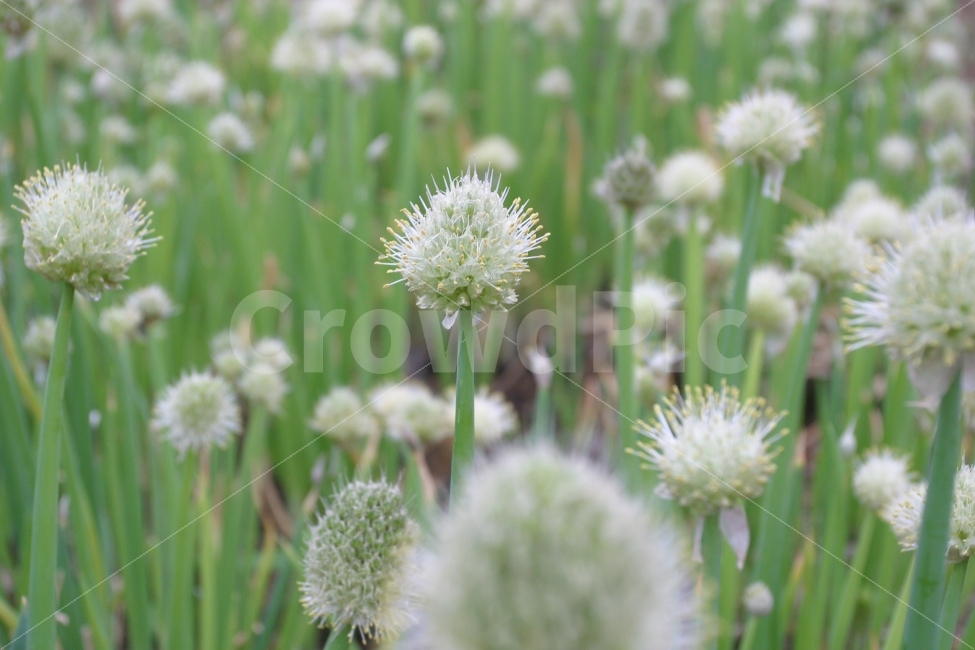 파꽃,파,꽃,식물,초록,식물,자연,plants,nature,꽃,flower
