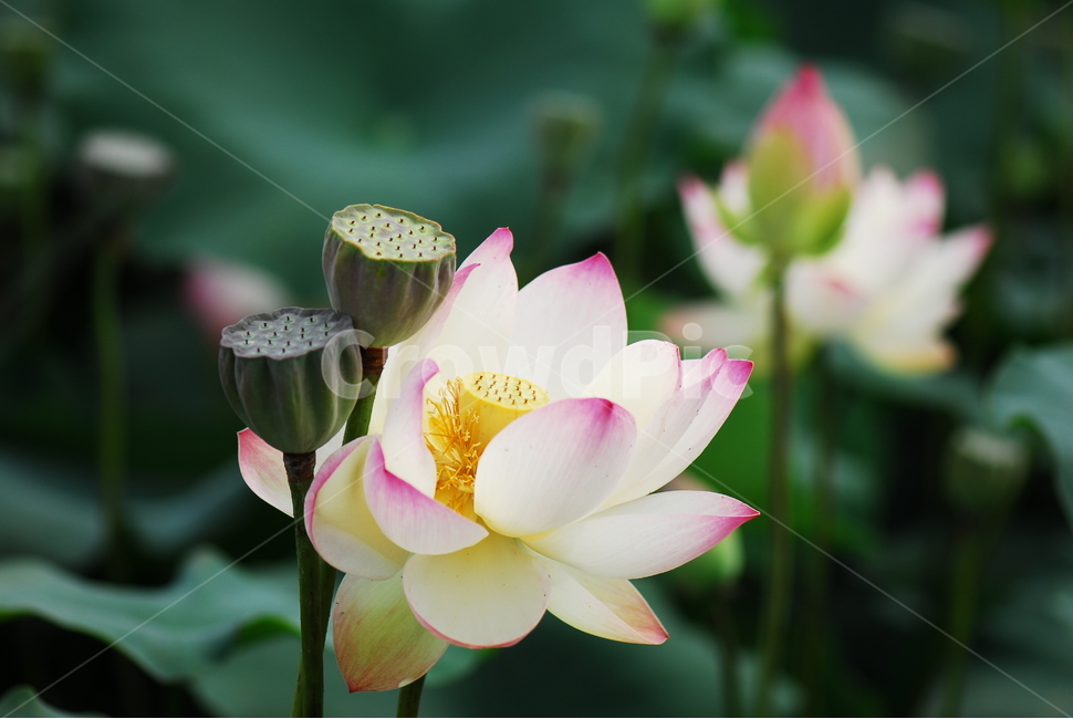 꽃,연꽃,관곡지,불교,여름,식물,자연,plants,nature,꽃,flower