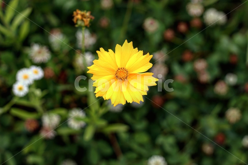 꽃,꽃사진,노란꽃,꽃한송이,코스모스,식물,자연,plants,nature,꽃,flower