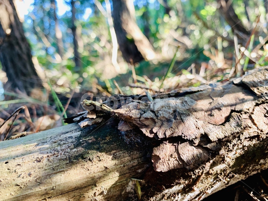 나무,자연,통나무,풀,나무기둥,나무껍질,나무,trees,wood