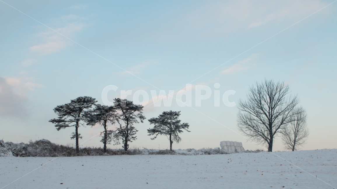 안성목장,눈,아침,새벽,고요,겨울,겨울아침,새해아침,겨울,계절,winter,season,자연,풍경,nature,landscape,outdoors,옥외