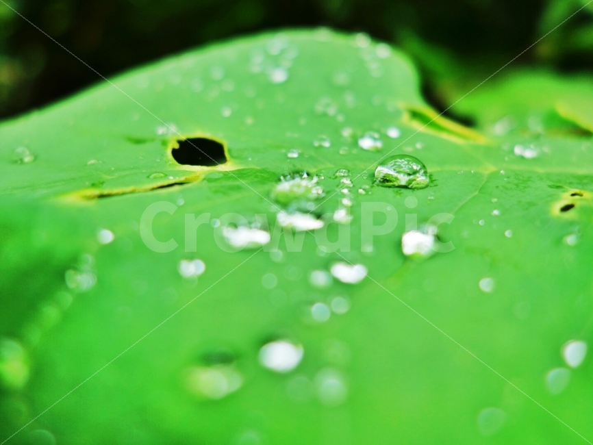 이슬,비,깨끗함,나뭇잎,초록색,자연,식물,자연,plants,nature