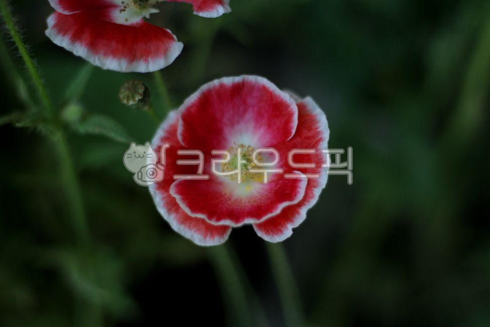 blossom,plant,flower