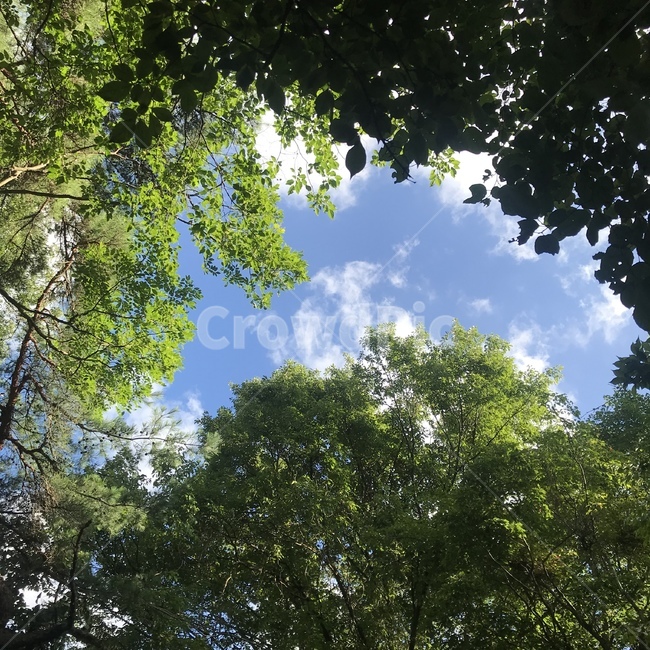 하늘,나무,산,나뭇잎,구름,자연,풍경,nature,landscape,tree,plant,식물,vegetation,초목,light,빛,flare,플레어