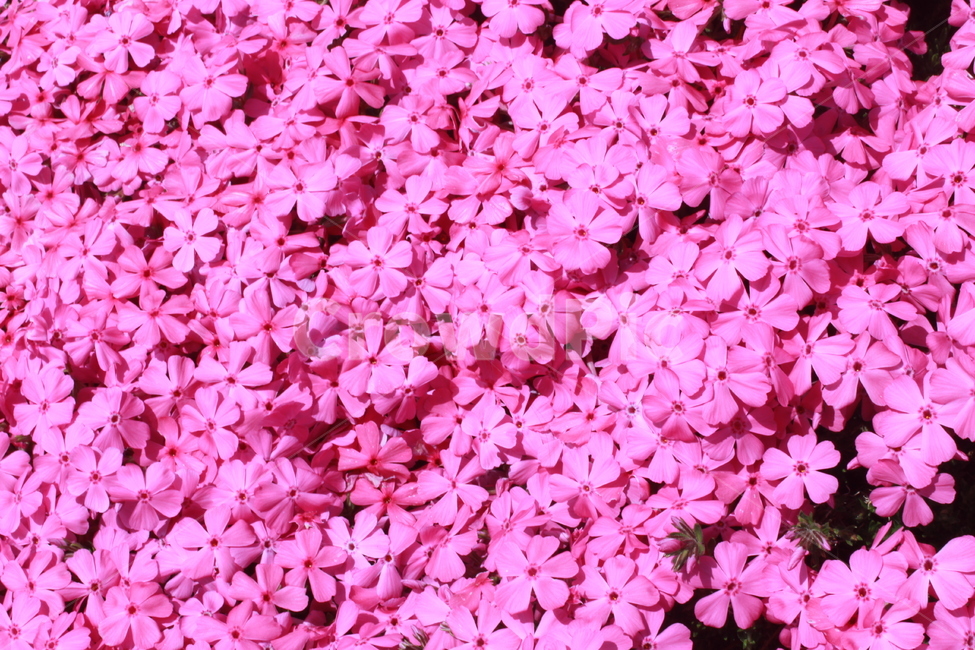 꽃,꽃잔디,분홍색,핑크,식물,식물,자연,plants,nature,꽃,flower