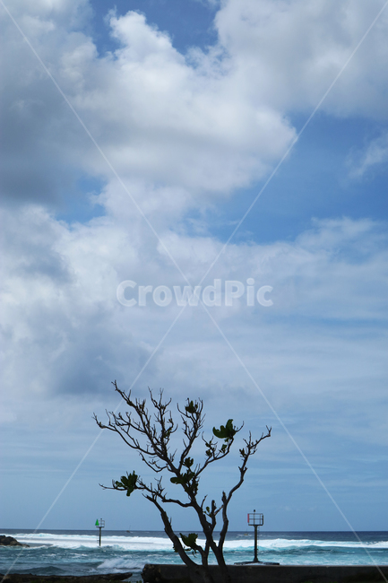 바닷가,나무,실루엣,외로운,풍경,쓸쓸한,고요한,구름,tree,sky,cloud,푸른,바다,하늘