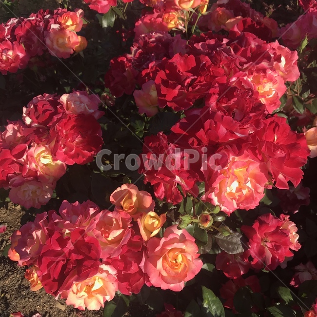 장미,꽃,축제,페스티발,빨간장미,식물,자연,plants,nature,꽃,flower