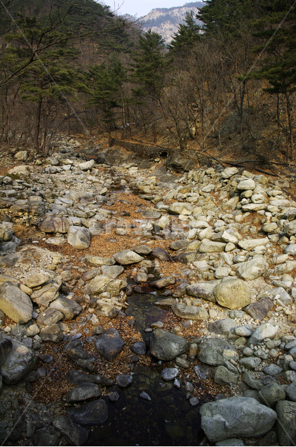 설악산,산,풍경,자연,나무,계곡,돌,tree