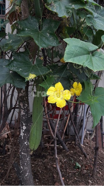 노란수세미꽃,수세미,여름꽃,수세미오이,수세미잎