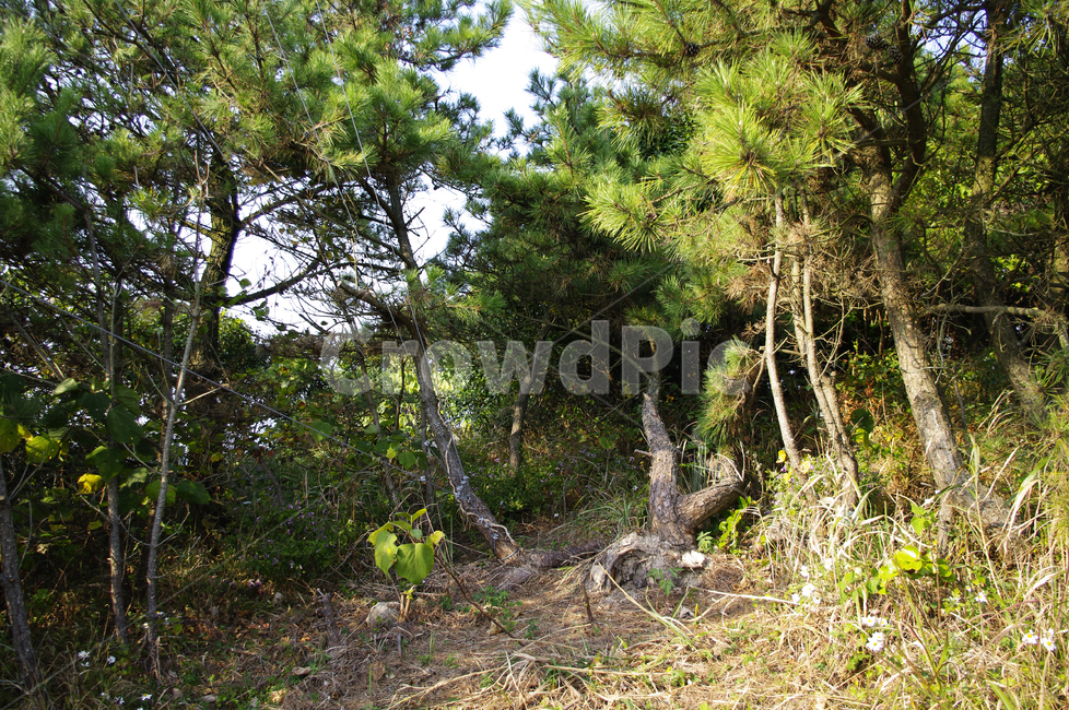 나무,식물,숲,초록,plant,자연,풍경,nature,landscape,tree,tree trunk,나무 줄기
