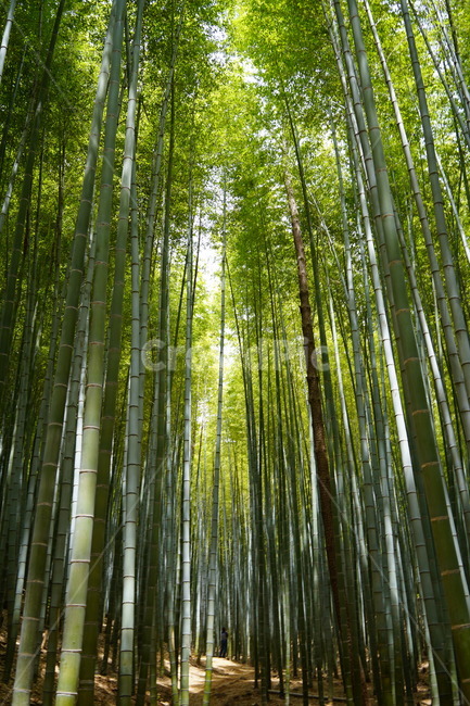 대나무,아홉산,녹색,초록,산,숲,초록빛,여름,숲속,대나무밭,나무,trees,wood