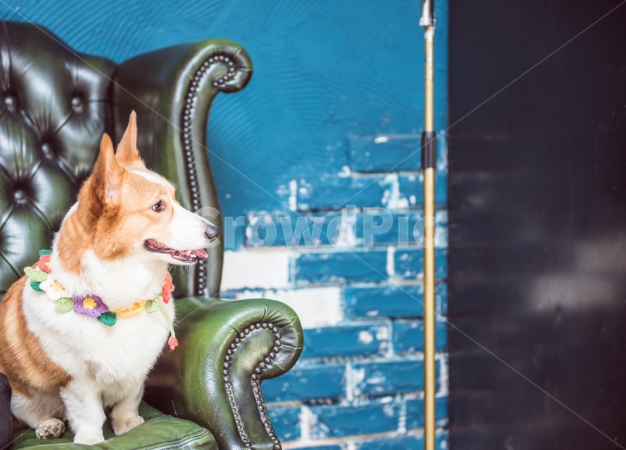 강아지,개,멍멍이,웰시코기,행복,웃음,동물,애완동물,반려견,dog,puppy,동물,animal,포유류,mammal,개,강아지,dog,doggy