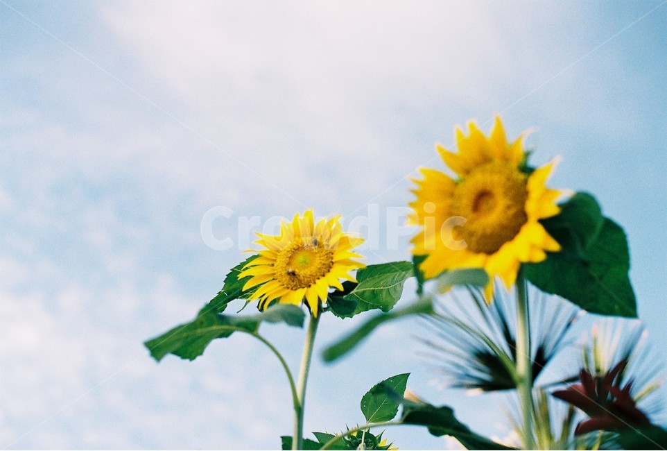꽃,해바라기,두송이,하늘,sunflower,여름,계절,summer,season,가을,fall,autumn,식물,자연,plants,nature,꽃,flower,감성,sensible,feeling,plant,blossom