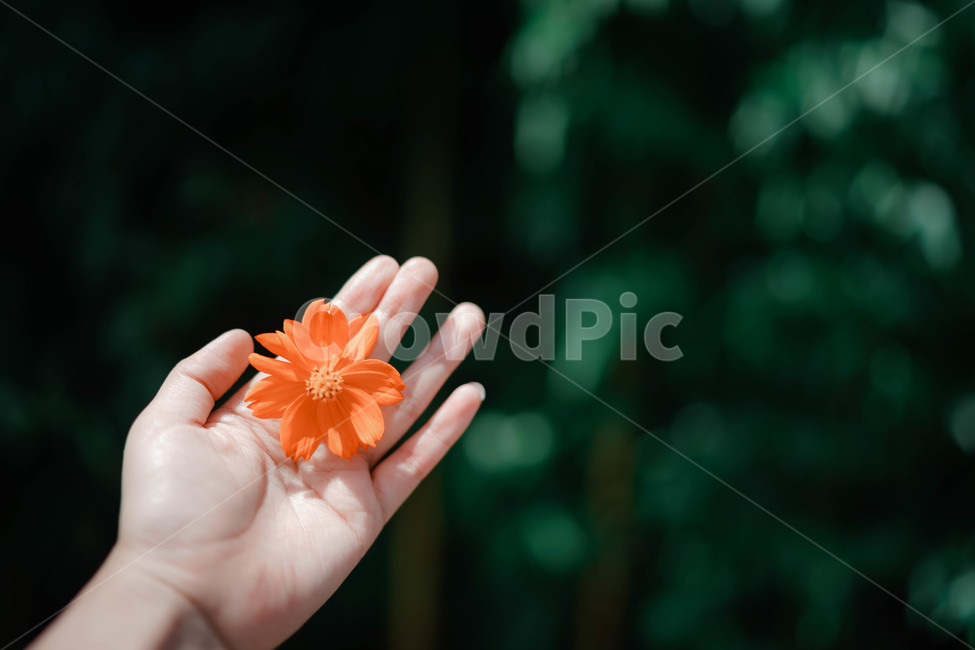 가을,손,꽃,commoncosmos,コスモス,꽃한송이,식물,flower,hand,꽃,flower,사람,인물,인간,human,person,신체일부,몸,body,감성,sensible,feeling,색깔,색상,색채,색감,color sense,color sensitivity,feeling of color