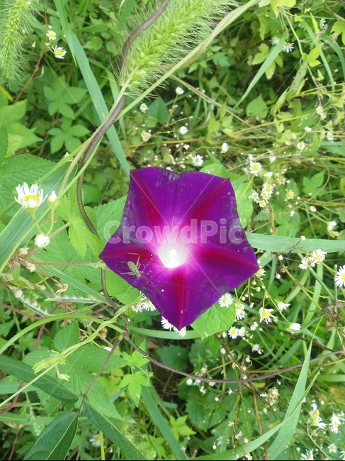 꽃,식물,들꽃,자연,곤충,natuer,flower,plant,식물,자연,plants,nature,꽃,flower