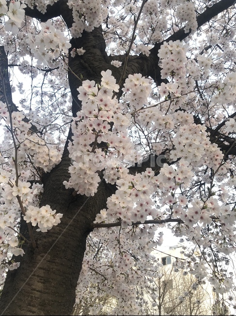 봄,flower,blossom,벚꽃,cherryblossom