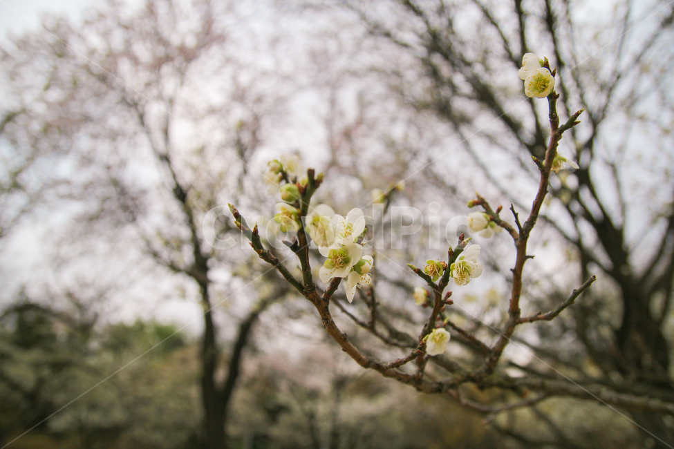 매화,매화나무,매화꽃,봄,꽃,자연,풍경,나무,식물,봄,계절,spring,season,식물,자연,plants,nature,꽃,flower,plant,blossom