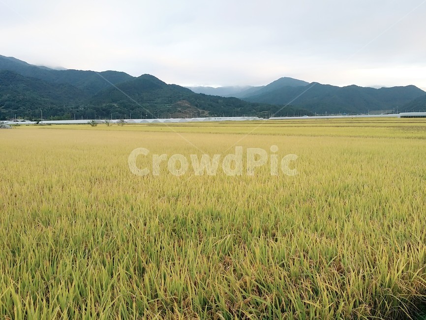field,들,nature,자연,grassland,목초지,outdoors,옥외,들판,풍경,자연,풍경,nature,landscape