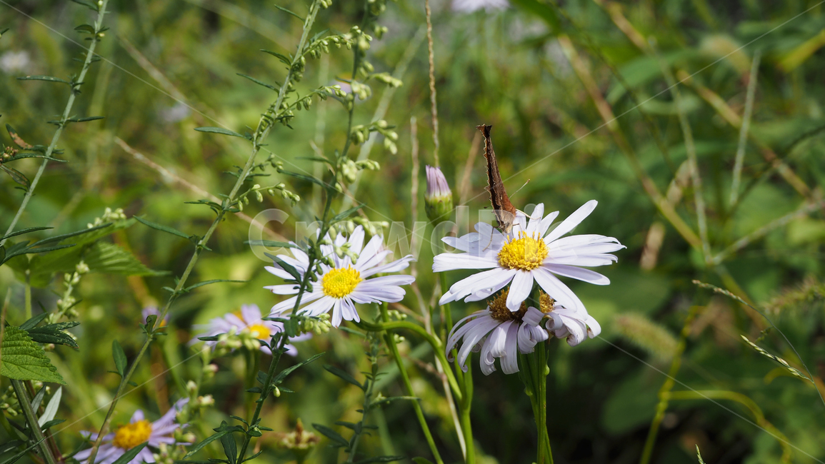 야생화,꽃,식물,자연,옥외,데이지,daisy,wildflower,flower,plant,outdoors,nature,blossom,식물,자연,plants,nature,꽃,flower
