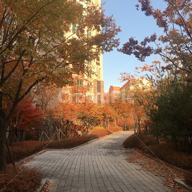일상,가을,단풍,나무,빛,오후